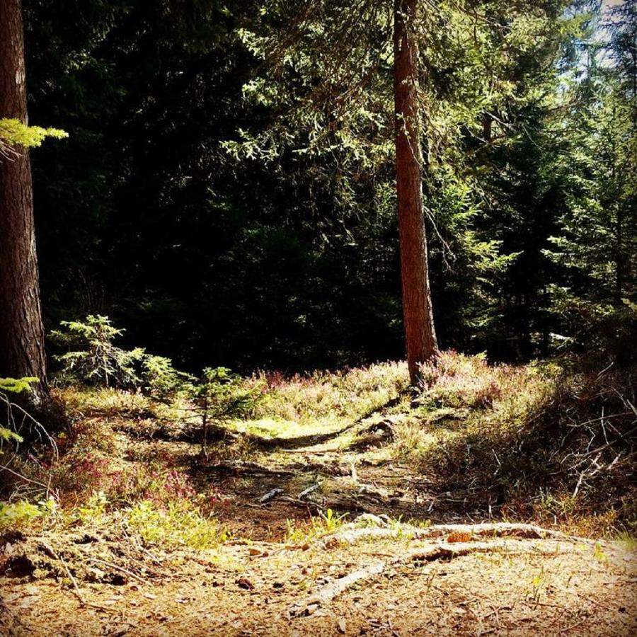 Appartmenthaus Birkenwald Seefeld in Tirol Dış mekan fotoğraf