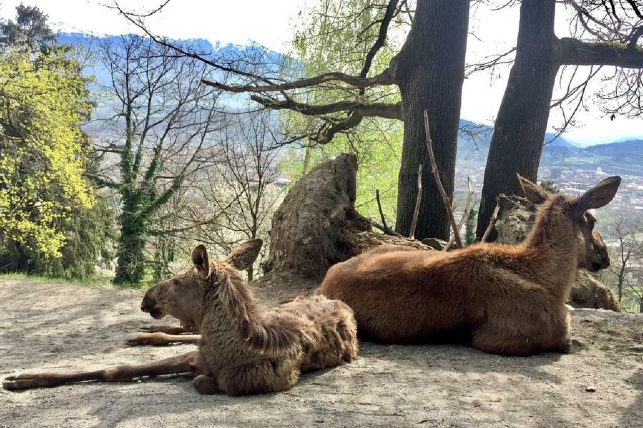 Appartmenthaus Birkenwald Seefeld in Tirol Dış mekan fotoğraf